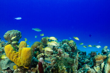 Fototapeta na wymiar A shot of a tropical Caribbean reef in the Cayman Islands. sponge and coral grow to create a habitat for the brightly colored fish that thrive in these warm water conditions