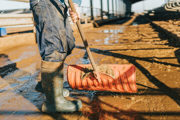 a man scoops up cow dung with a shovel