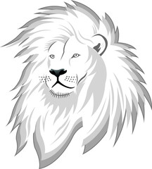 White Lion - Snow. Lion. King of the jungle