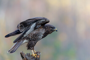 Common Buzzard (Buteo buteo) sarching for food in the forest of Noord Brabant in the Netherlands.  Green forest background