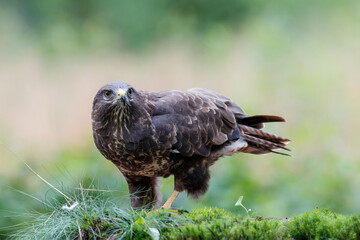 Common Buzzard (Buteo buteo) sarching for food in the forest of Noord Brabant in the Netherlands. ...