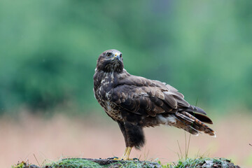 Common Buzzard (Buteo buteo) sarching for food in the forest of Noord Brabant in the Netherlands.  Green forest background