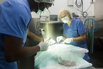 Veterinarian surgeons in operating room at animal hospital. High quality photo