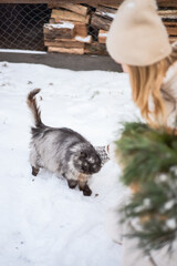 domestic cat outdoors near firewood in winter