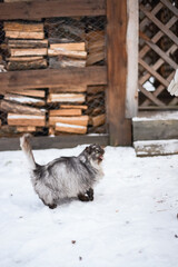 domestic cat outdoors near firewood in winter