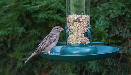 sparrow at the feeding column,sperling an der futtersäule
