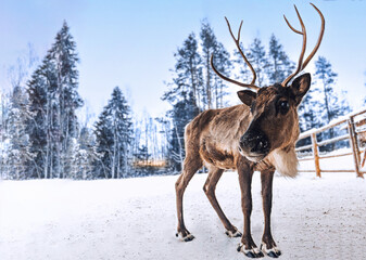 Young brown deer on the snow-covered territory of a farm in the republic of Karelia at dawn