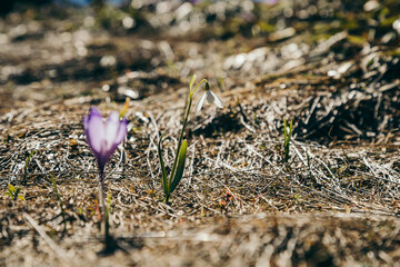 Purple flowers, crocuses and snowdrops on yellow grass, spring