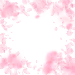 Fototapeta premium Sakura petals falling down. Romantic pink flowers vignette. Flying petals on white square background. Love, romance concept. Flawless wedding invitation.