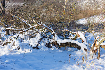Snowy sunny Ticha Sarka in the Winter, Nature Reserve in Prague