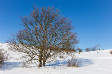Snowy sunny Ticha Sarka in the Winter, Nature Reserve in Prague