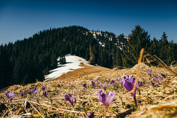 Flowers, crocuses and snowdrops on yellow grass, spring, thaw