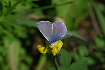 common blue butterfly close up