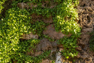 Plants growing on stone wall and its texture