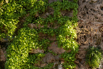 Fototapeta premium Plants growing on stone wall and its texture