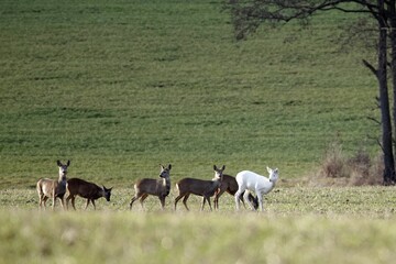 White roe deer, Capreolus capreolus, with a with a group of other roe deer’s