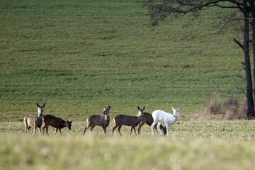 White roe deer, Capreolus capreolus, with a with a group of other roe deer’s