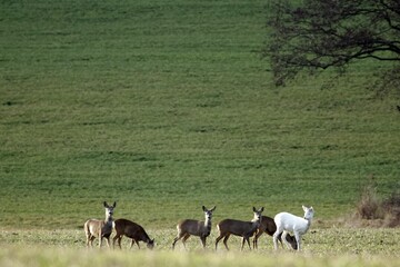Naklejka na ściany i meble White roe deer, Capreolus capreolus, with a with a group of other roe deer’s
