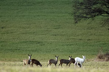 Fototapeten White roe deer, Capreolus capreolus, with a with a group of other roe deer’s © ChrWeiss