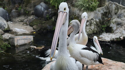pelicans on the pier