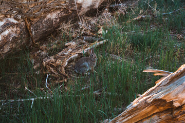 Rabbit in Colorado