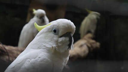 white and cockatoo