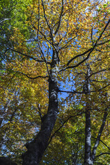Beautiful autumn colorful trees in forest.