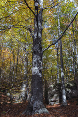 Obraz premium Autumn in the woods