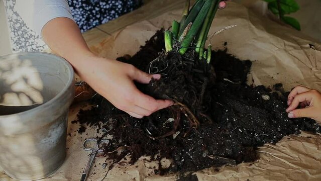 Woman removing plant from pot