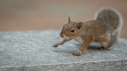 gray squirrel set  portrait