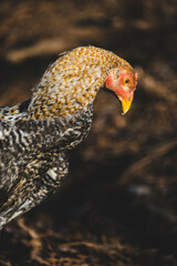 Malay gamefowl cockerel