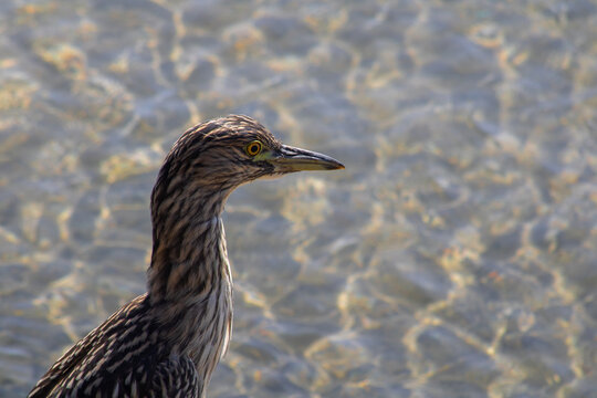 Juvenile Black Crowned Night Heron