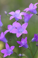 Fototapeta na wymiar Spreading Bellflower, wild flower from Finland
