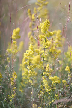 Lady's Bedstraw, also known as Wirtgen’s bedstraw or Yellow bedstraw, wild flower from Finland