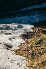 Mushrooms in the mountains, yellow grass, remnants of snow