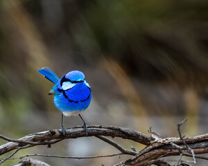 An adult male Splendid Fairywren (Malurus splendens) in its rich multicoloured blue breeding...