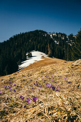 Snow-capped mountains, meadow among coniferous forest, spring, winter