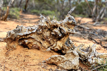 The texture and colours of a weathered Mallee Tree root lying in the red Australian outback sand