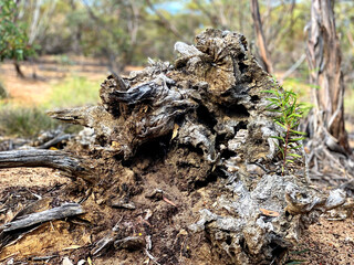 The texture and colours of a weathered Mallee Tree root lying in the red Australian outback sand