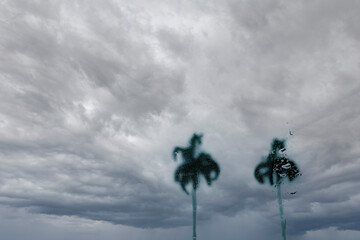 Two plam trees viewed through a wet window on a rainy day
