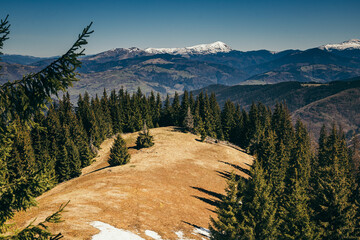 Snow-capped mountains, meadow among coniferous forest, spring, winter
