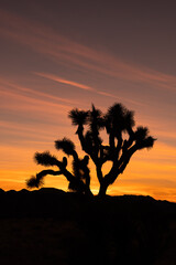 Silhouette of Joshua Tree With Colorful Sunset