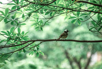 bird on a branch