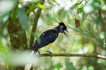 The plush-crested jay (Cyanocorax chrysops) is a bird of the family Corvidae. It is an elegant bird with dark plumage and a cream-yellow breast and tail. Found in Iguazu Falls, Argentina