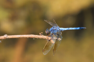 Mature male Blue Skimmer Dragonfly (Orthetrum caledonicum) with its powder blue thorax and pruinescent blue abdomen.