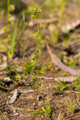 Tall Sundew (Drosera peltata). An Australian native carnivorous plant where the leaves have sticky insect catching hairs. 