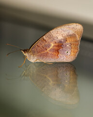 Closeup view of a Common Brown Butterfly (Heteronympha merope) with reflections on glass.