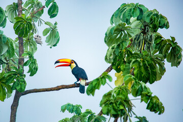 The toco toucan (Ramphastos toco) was sighted on a rainy afternoon. Spotted in a tree at Iguazu Falls, Argentina with its bright colorful bill. Also known as the giant toucan