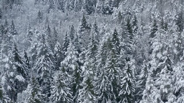 A huge area of endless vast winter forest covered with snow. Evergreen trees and snowy branches in a cold nordic siberian winter weather. Aerial shot.