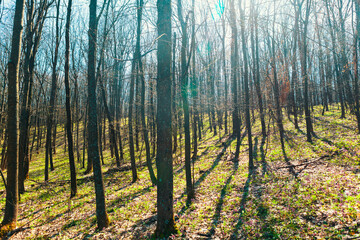 Pristine forest in the springtime . Trees in the sunlight 